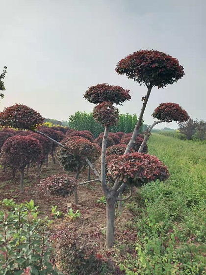 造型红叶李